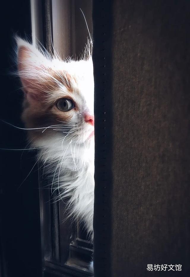 猫斑秃和猫癣的区别(猫咪斑秃不是猫藓)