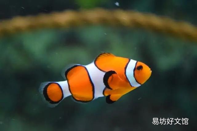 猫斑秃和猫癣的区别(猫咪斑秃不是猫藓)