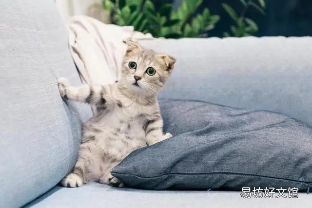 猫斑秃和猫癣的区别(猫咪斑秃不是猫藓)