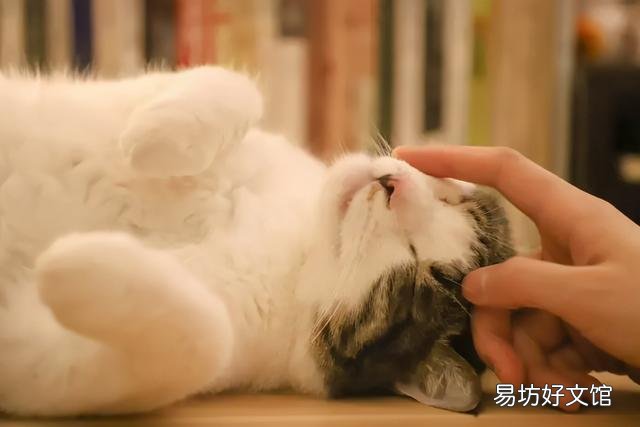 猫斑秃和猫癣的区别(猫咪斑秃不是猫藓)
