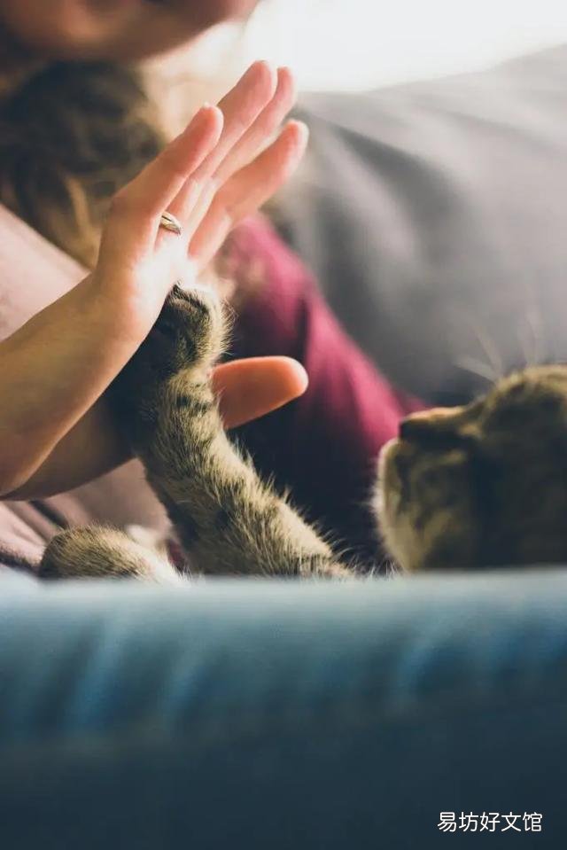 猫斑秃和猫癣的区别(猫咪斑秃不是猫藓)