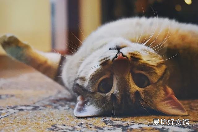猫斑秃和猫癣的区别(猫咪斑秃不是猫藓)