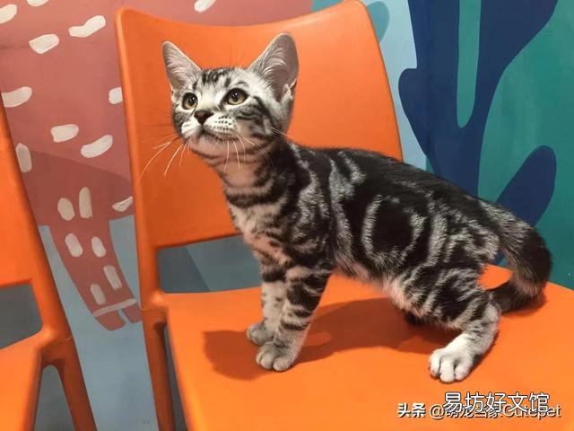 猫多久断奶?小奶猫多久断奶