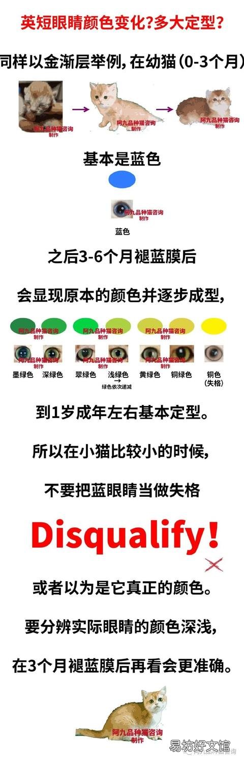灰色的猫咪是什么品种?灰色的猫咪是什么品种图片