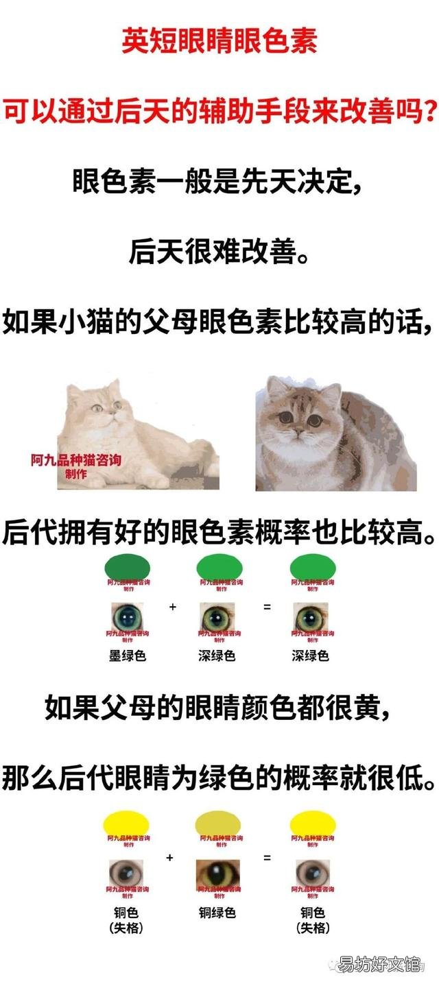 灰色的猫咪是什么品种?灰色的猫咪是什么品种图片
