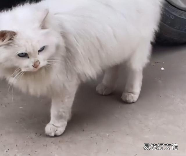 山东狮子猫价格(山东狮子猫价格多少钱一只)