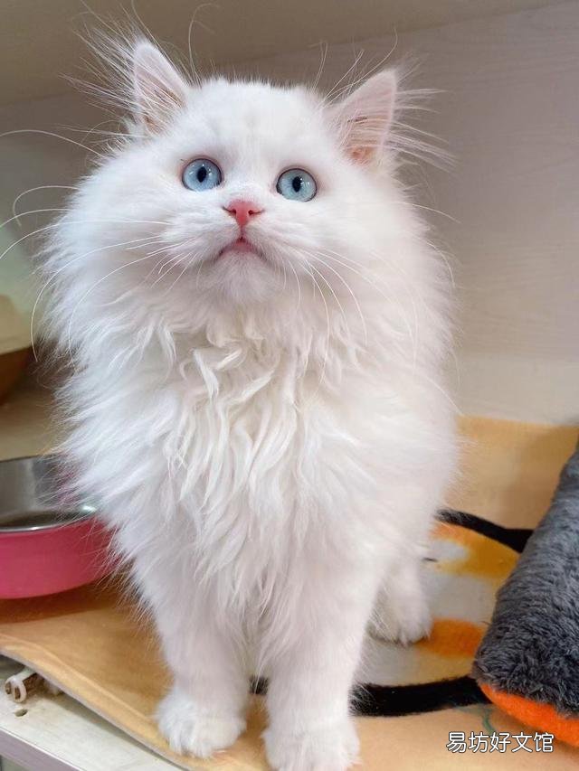 山东狮子猫价格(山东狮子猫价格多少钱一只)