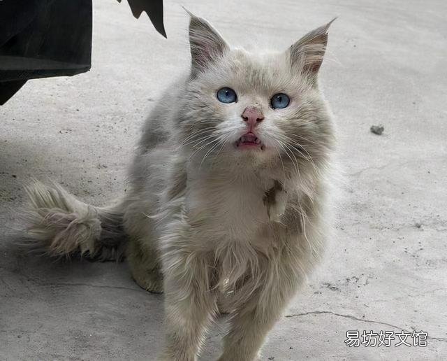 山东狮子猫价格(山东狮子猫价格多少钱一只)