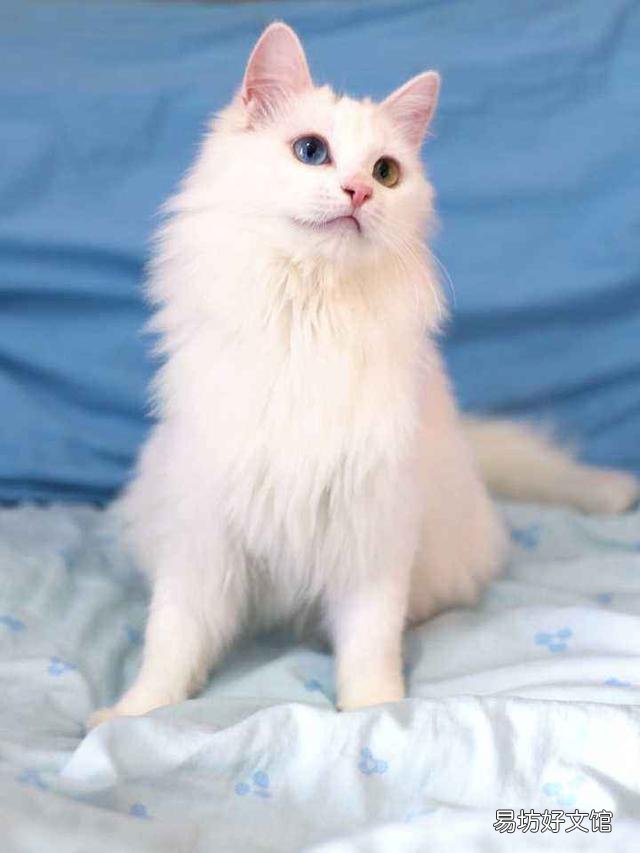 山东狮子猫价格(山东狮子猫价格多少钱一只)