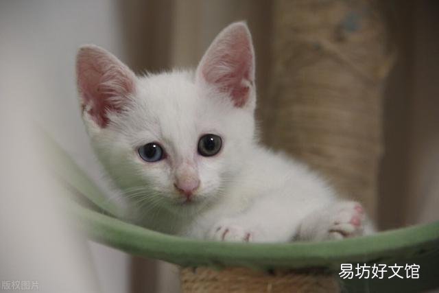 猫咪吐了没消化的猫粮(猫咪吐了没消化的猫粮是什么原因)