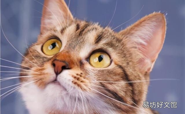 猫咪吐了没消化的猫粮(猫咪吐了没消化的猫粮是什么原因)