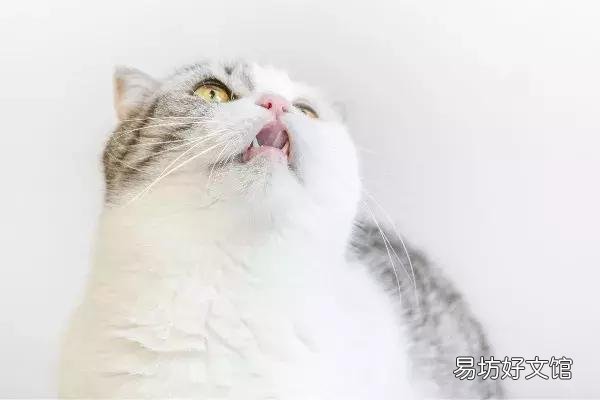猫体外驱虫怎么做(猫咪体外驱虫的正确方法图解)