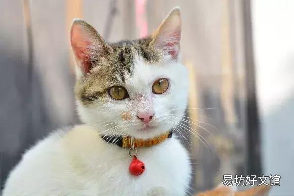 猫体外驱虫怎么做(猫咪体外驱虫的正确方法图解)