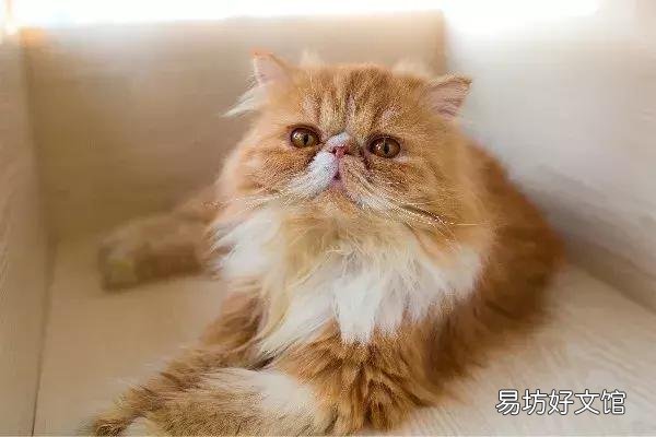 猫体外驱虫怎么做(猫咪体外驱虫的正确方法图解)
