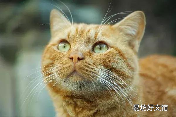 猫体外驱虫怎么做(猫咪体外驱虫的正确方法图解)