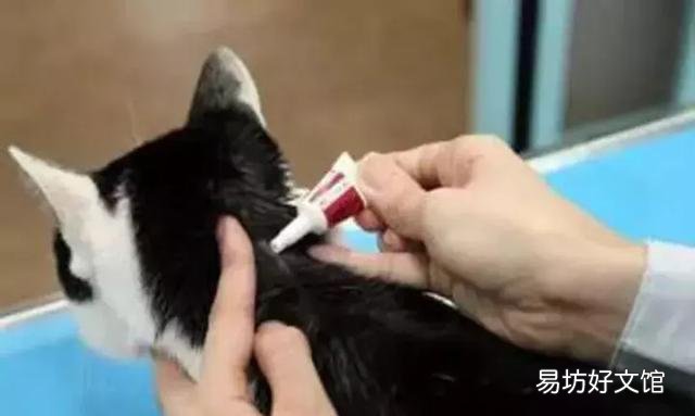 猫体外驱虫怎么做(猫咪体外驱虫的正确方法图解)