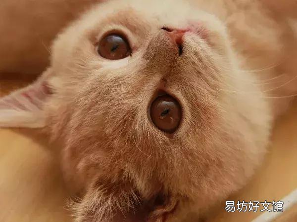猫体外驱虫怎么做(猫咪体外驱虫的正确方法图解)