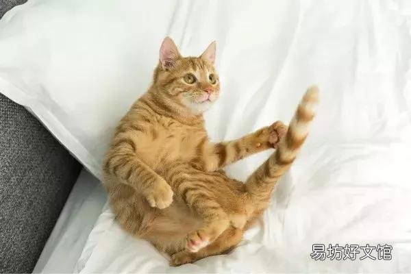 猫体外驱虫怎么做(猫咪体外驱虫的正确方法图解)