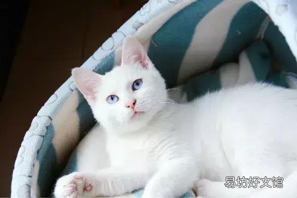 猫体外驱虫怎么做(猫咪体外驱虫的正确方法图解)
