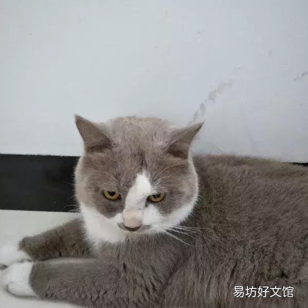 猫体外驱虫怎么做(猫咪体外驱虫的正确方法图解)