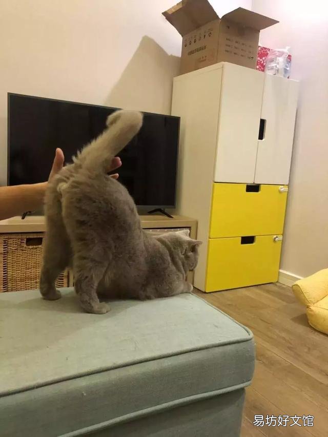 猫撅屁股(猫撅屁股是什么)