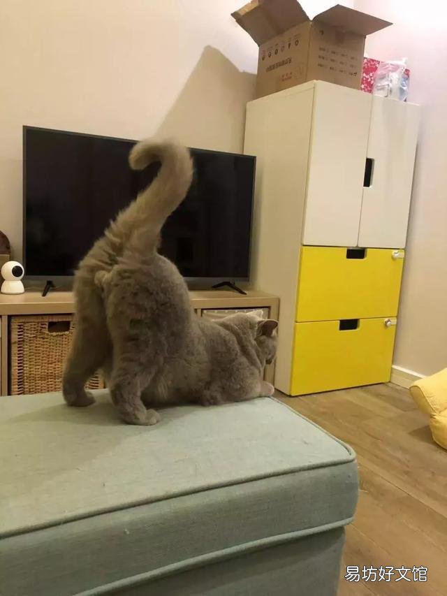 猫撅屁股(猫撅屁股是什么)