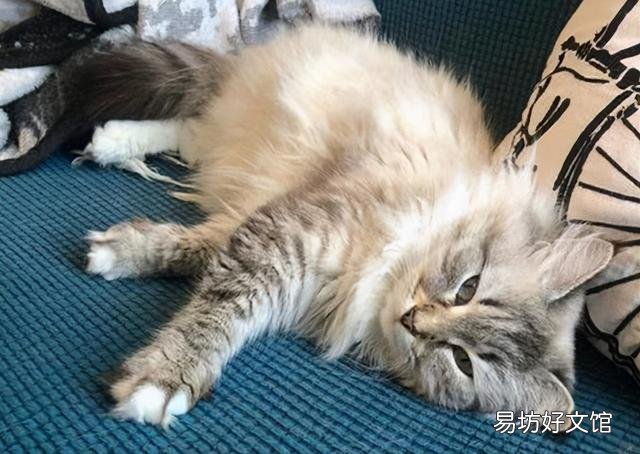 猫耳螨的症状(猫耳螨的症状和治疗方法)
