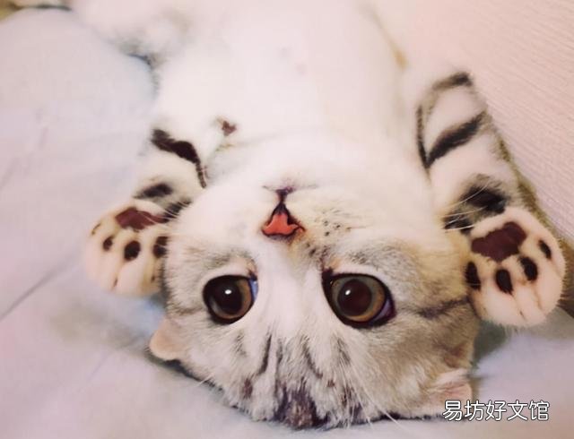 猫耳螨的症状(猫耳螨的症状和治疗方法)