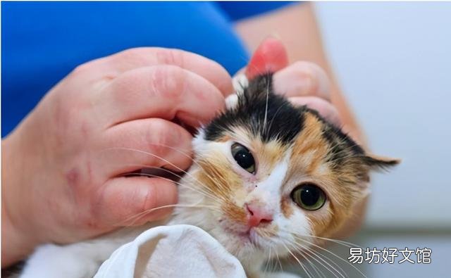 猫耳螨的症状(猫耳螨的症状和治疗方法)
