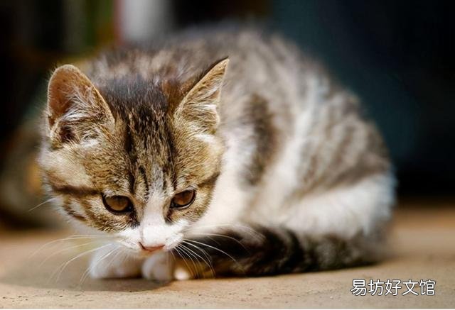 猫耳螨的症状(猫耳螨的症状和治疗方法)