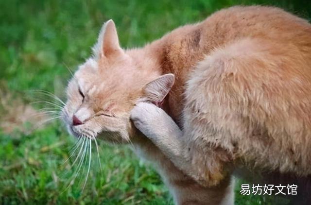 猫耳螨的症状(猫耳螨的症状和治疗方法)