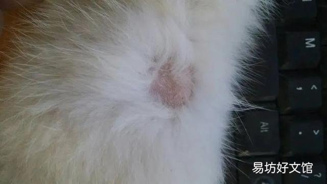 怎么判断猫咪吃撑了(怎么判断猫咪是不是吃撑了)
