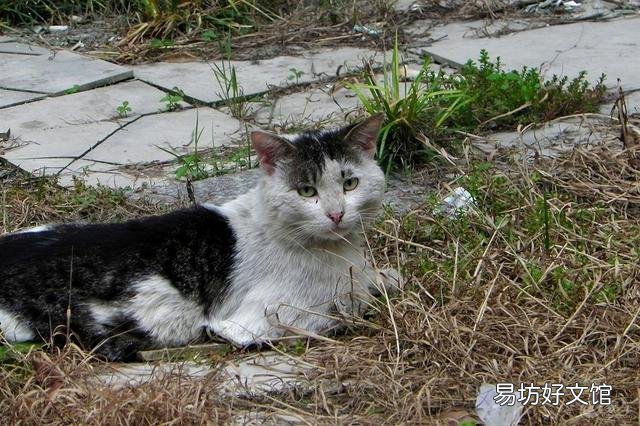 小猫打疫苗多少钱(三个月小猫打疫苗多少钱)