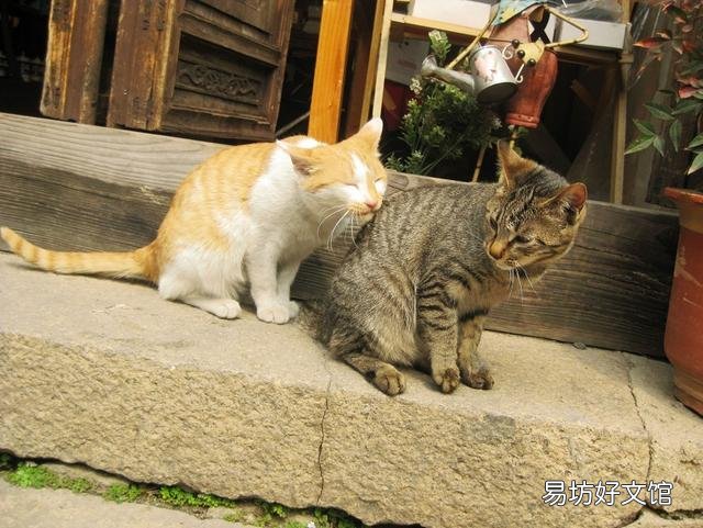 小猫发情(小猫发情了叫怎么办)
