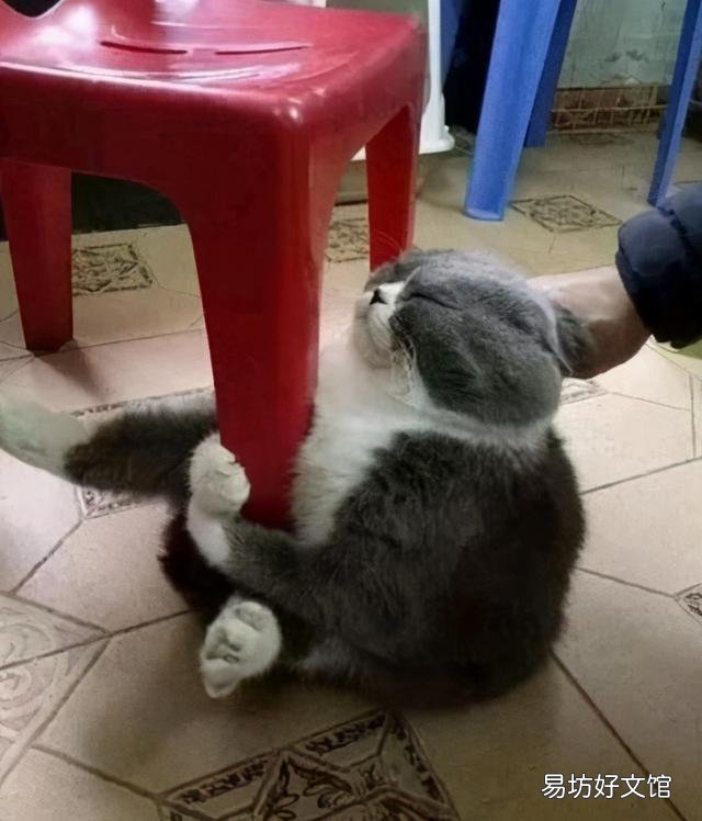 小猫发情(小猫发情了叫怎么办)