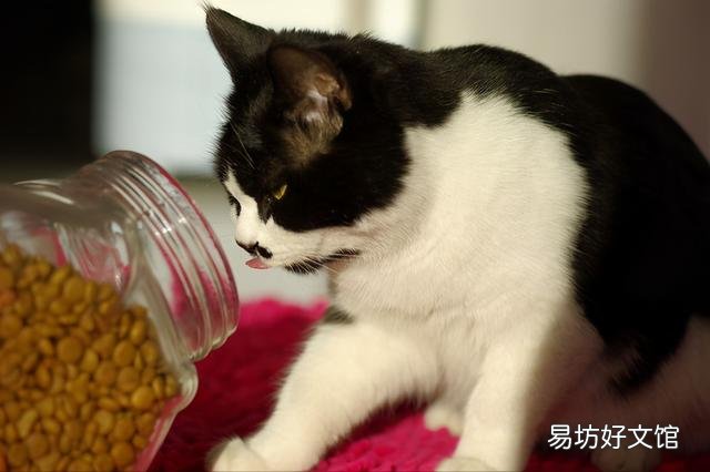 小猫发情(小猫发情了叫怎么办)