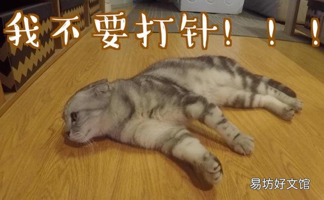 猫几个月打疫苗(两个月左右)