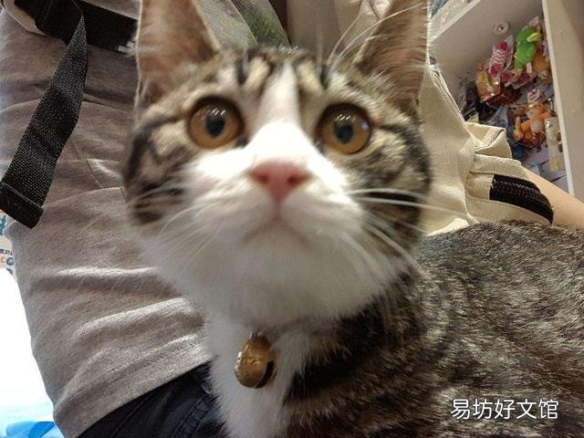 猫几个月打疫苗(两个月左右)