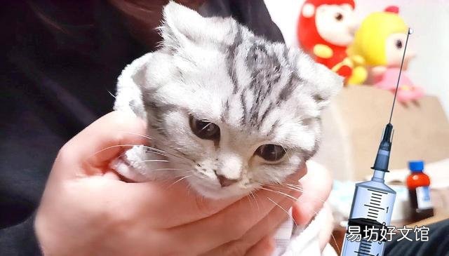 猫几个月打疫苗(两个月左右)