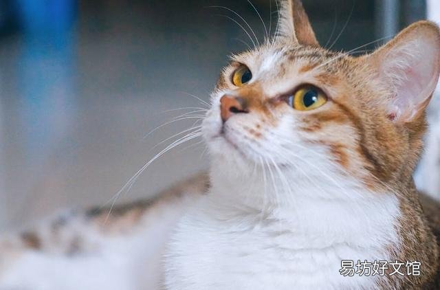 猫几个月打疫苗(两个月左右)