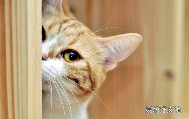猫几个月打疫苗(两个月左右)