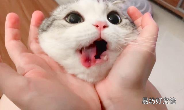 猫几个月打疫苗(两个月左右)