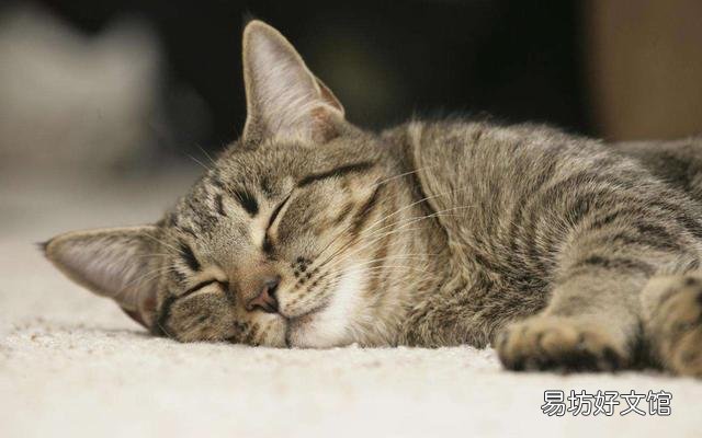 猫几个月打疫苗(两个月左右)