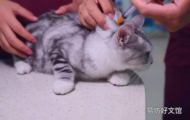 猫几个月打疫苗(两个月左右)