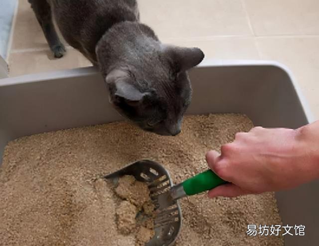 小猫拉肚子怎么办(小猫拉肚子怎么办吃什么药)