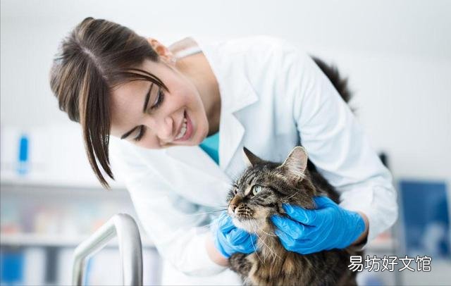 小猫拉肚子怎么办(小猫拉肚子怎么办吃什么药)