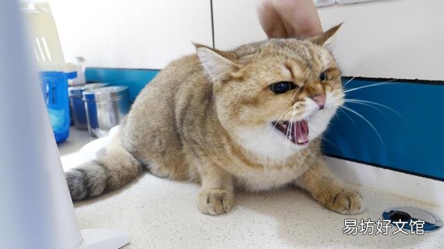 小猫拉肚子怎么办(小猫拉肚子怎么办吃什么药)