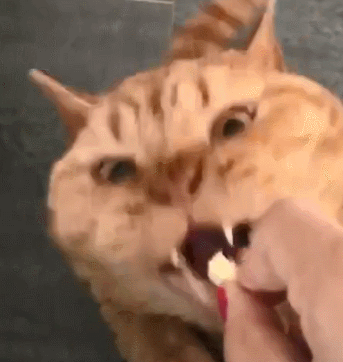 小猫拉肚子怎么办(小猫拉肚子怎么办吃什么药)