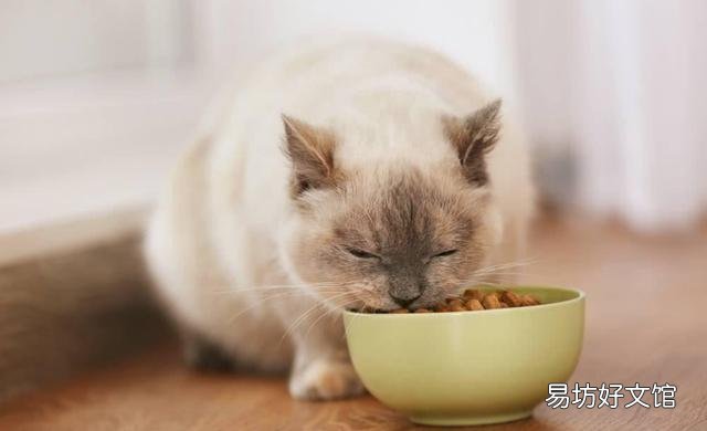 小猫拉肚子怎么办(小猫拉肚子怎么办吃什么药)