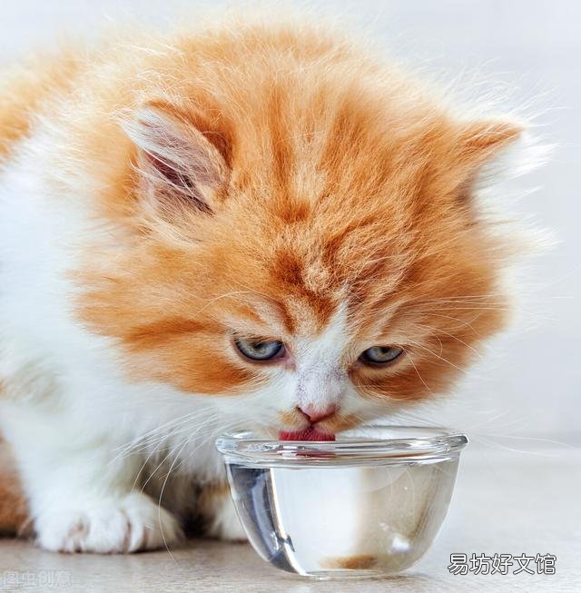 小猫拉肚子怎么办(小猫拉肚子怎么办吃什么药)